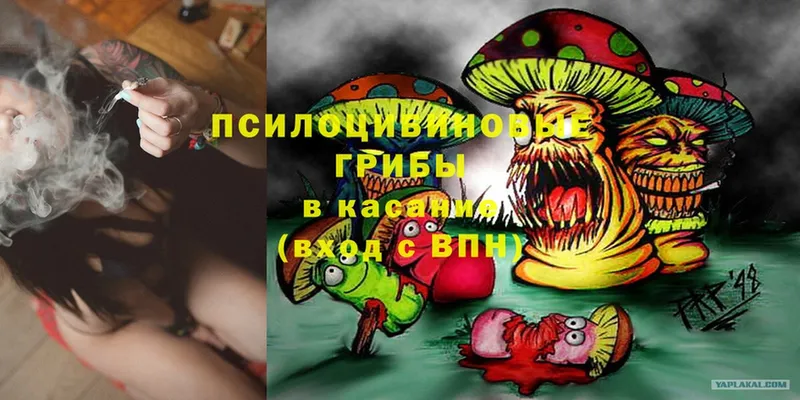 Псилоцибиновые грибы Psilocybe  OMG зеркало  Павловск 